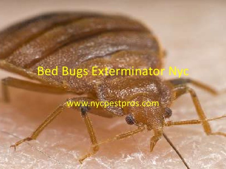 Bed bugs exterminator nyc