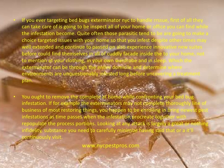 Bed bugs exterminator nyc