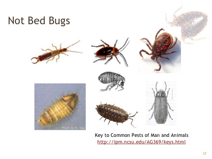 Bed Bugs GPHA