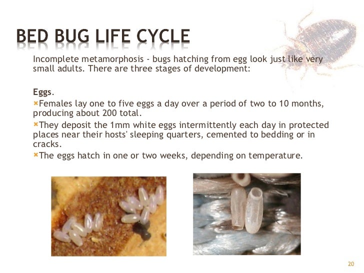 bed bugs gpha where do bed bugs lay eggs