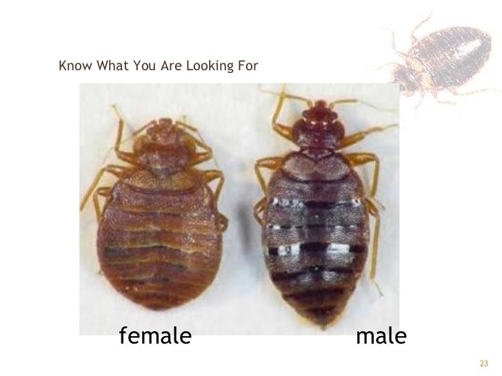 Do I Have Bed Bugs Or Bat Bugs Do I Have Bed Bugs Or Bat Bugs