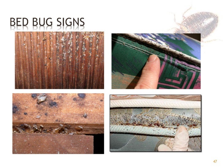 How To Remove Bed Bugs From Electronics How To Remove Bed Bugs From Electronics