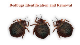 Bedbugs Identification and Removal
 