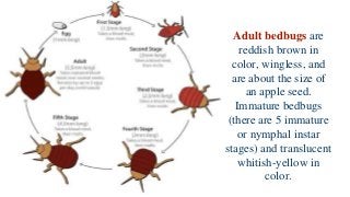 Adult bedbugs are
reddish brown in
color, wingless, and
are about the size of
an apple seed.
Immature bedbugs
(there are 5 immature
or nymphal instar
stages) and translucent
whitish-yellow in
color.
 