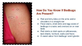 How Do You Know If Bedbugs
Are Present?
● Red and itchy bites on the arms and/or
shoulders in a straight row
● Fecal stains, shed skins and egg cases of
bedbugs in cracks and crevices on or near
beds
● Red stains or dark spots on pillowcases,
bed sheets, furniture, walls and floors
● A sweet odour from bedbugs' scent glands
 