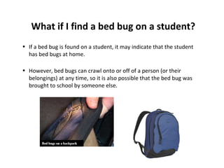 Bug Student Bed Bugs in Schools | PPT