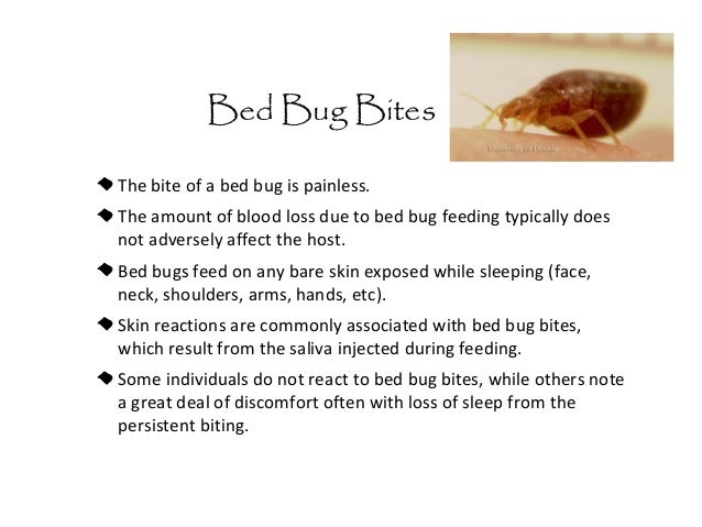 bed bug diseases