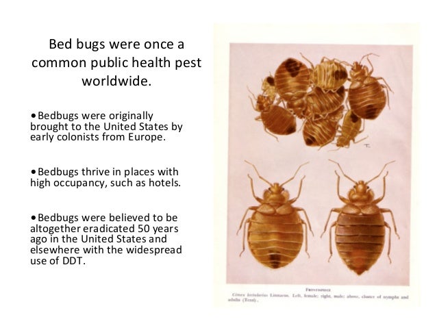 Bed Bugs in Schools