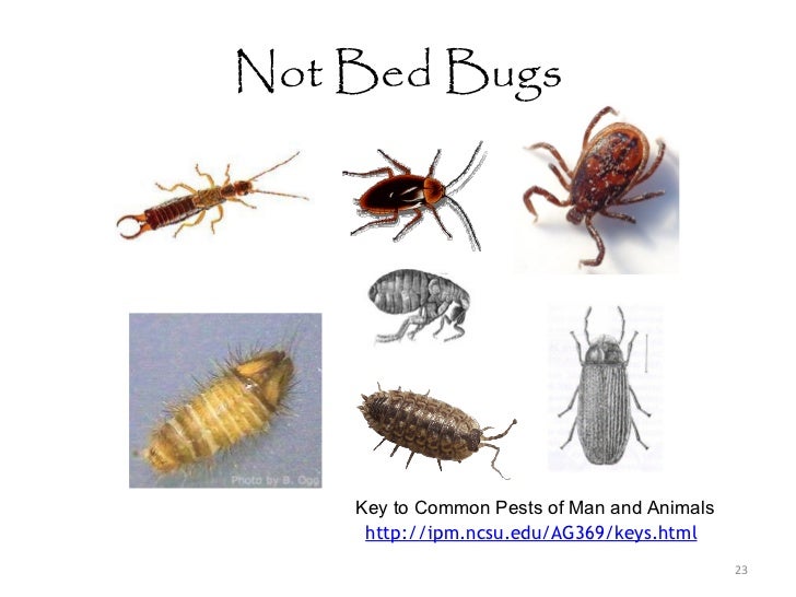 BedBugsLiceScabiesOhMy