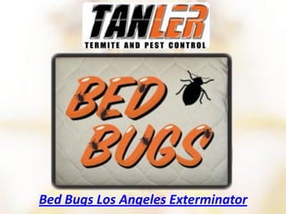 Bed Bugs Los Angeles Exterminator
 