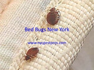 Bed Bugs New York

 www.nycpestpros.com
 