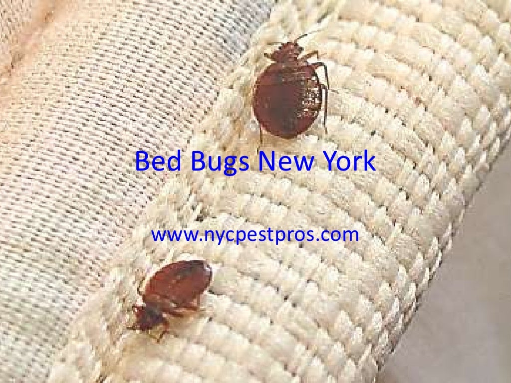 Bed bugs New York
