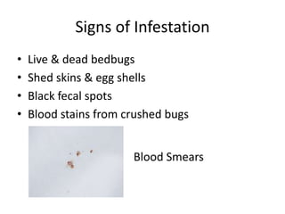 Signs of Infestation
• Live & dead bedbugs
• Shed skins & egg shells
• Black fecal spots
• Blood stains from crushed bugs
Blood Smears
 