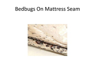 Bedbugs On Mattress Seam
 