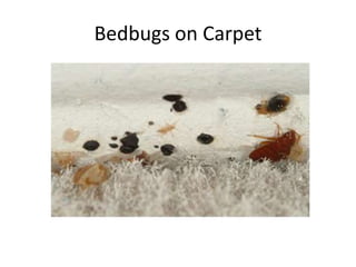 Bedbugs on Carpet
 