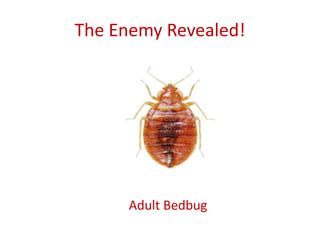 The Enemy Revealed!
Adult Bedbug
 