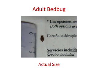 Adult Bedbug
Actual Size
 
