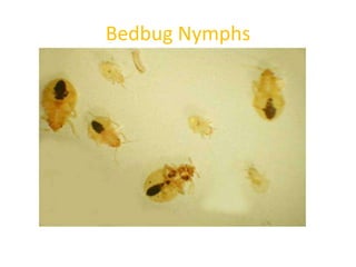 Bedbug Nymphs
 
