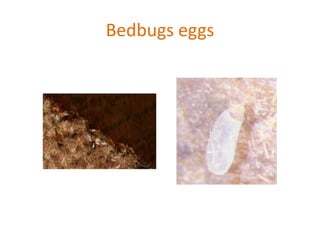 Bedbugs eggs
 