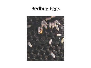 Bedbug Eggs
 