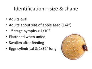 Identification – size & shape
• Adults oval
• Adults about size of apple seed (1/4”)
• 1st stage nymphs < 1/10”
• Flattened when unfed
• Swollen after feeding
• Eggs cylindrical & 1/32” long
 