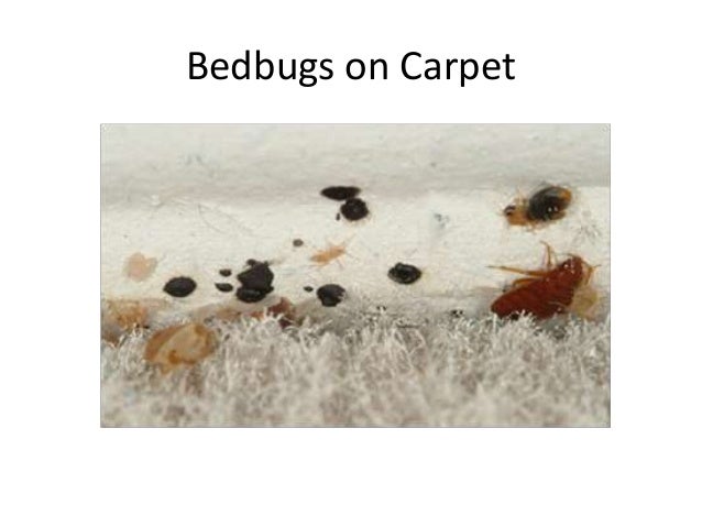 Bed Bugs In Clothing Stores Bed Bugs In Clothing Stores