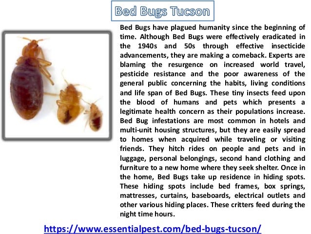 Syracuse Bed Bug Removal