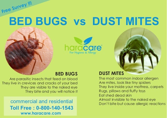 dust mites vs bed bugs mattress protector