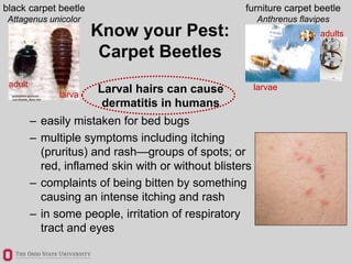 Bed Bugs Know Your Enemy Ppt