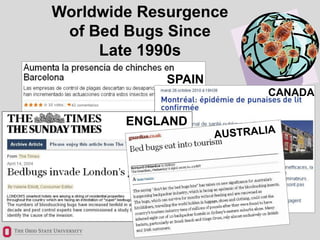 Bed Bugs Know Your Enemy Ppt