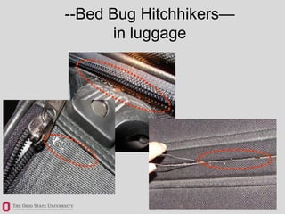Bed Bugs Know Your Enemy Ppt