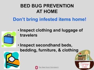 How a Bed Bugs Exterminator Restores Healthy Sleeping Environments in ...
