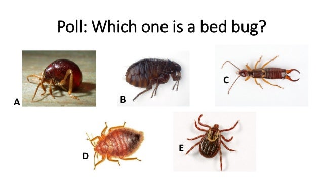Baby Bed Bug