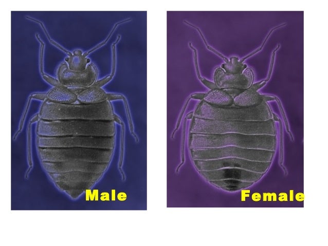 National Apartment Association Bed Bug National Apartment Association Bed Bug