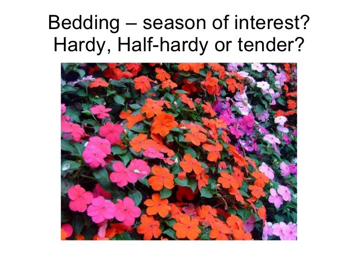 RHS Level 2 Bedding plants activity