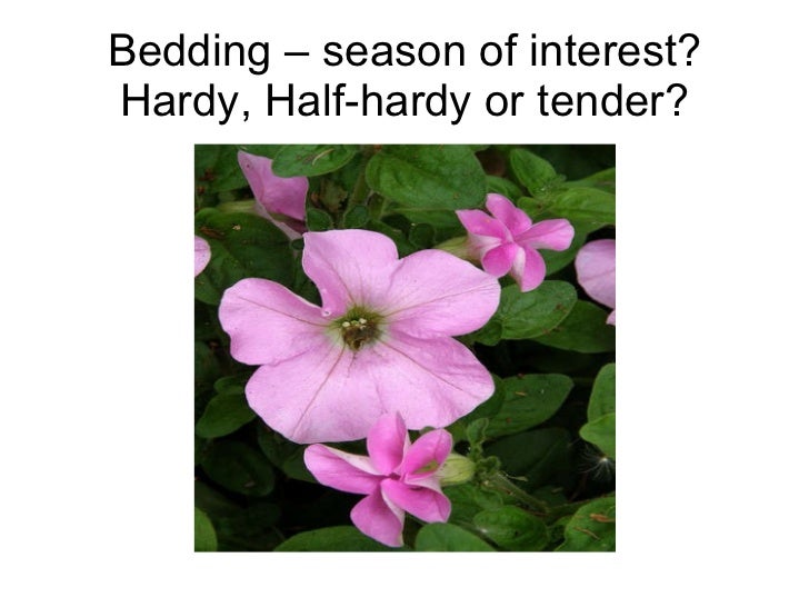 RHS Level 2 Bedding plants activity