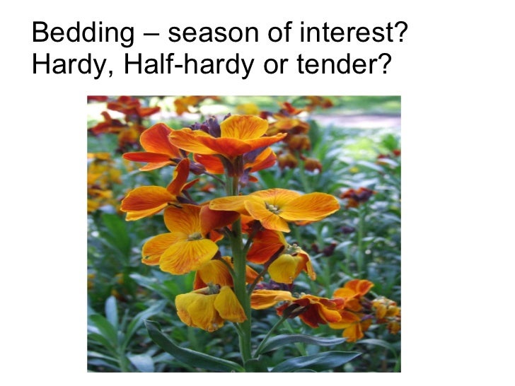 RHS Level 2 Bedding plants activity