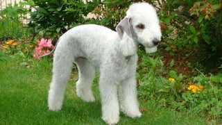 Bedlington Terrier Dog Breed Pictures