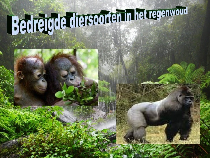 Bedreigde Diersoorten