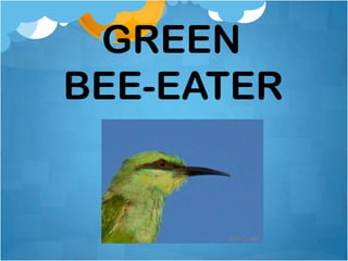 GREEN
BEE-EATER
 