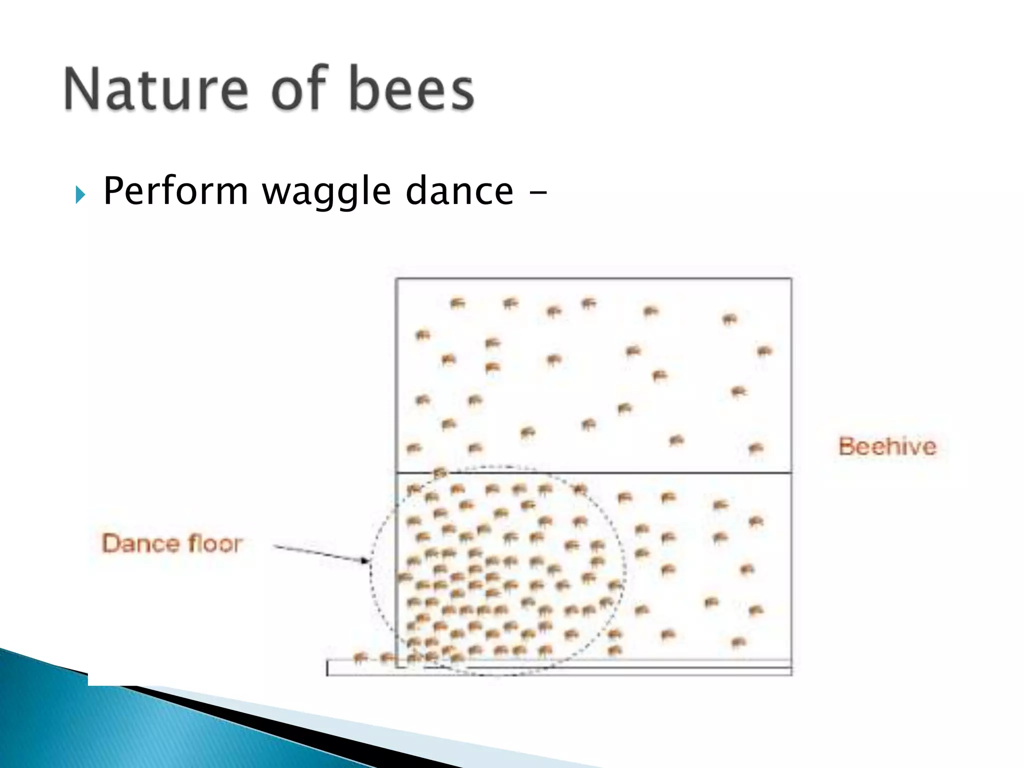  Perform waggle dance -
 