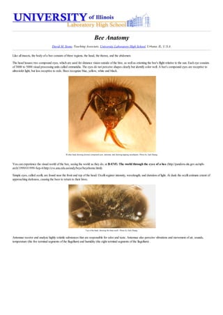 Bee Anatomy
David M. Stone, Teaching Associate, University Laboratory High School, Urbana, IL, U.S.A.
Like all insects, the body of a bee consists of three regions, the head, the thorax, and the abdomen.
The head houses two compound eyes, which are used for distance vision outside of the hive, as well as orienting the bee's flight relative to the sun. Each eye consists
of 3000 to 5000 visual processing units called ommatidia. The eyes do not perceive shapes clearly but identify color well. A bee's compound eyes are receptive to
ultraviolet light, but less receptive to reds. Bees recognize blue, yellow, white and black.
Worker head showing distinct compound eyes, antennae, and chewing-lapping mouthparts. Photo by Zach Huang.
You can experience the visual world of the bee, seeing the world as they do, at B-EYE: The world through the eyes of a bee (http://pandora.nla.gov.au/nph-
arch/1999/O1999-Sep-6/http://cvs.anu.edu.au/andy/beye/beyehome.html).
Simple eyes, called ocelli, are found near the front and top of the head. Ocelli register intensity, wavelength, and duration of light. At dusk the ocelli estimate extent of
approaching darkness, causing the bees to return to their hives.
Top of the head, showing the three ocelli. Photo by Zach Huang.
Antennae receive and analyze highly volatile substances that are responsible for odor and taste. Antennae also perceive vibrations and movement of air, sounds,
temperature (the five terminal segments of the flagellum) and humidity (the eight terminal segments of the flagellum) .
 