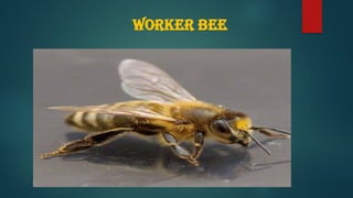 Work Bee Slide BEE ANATOMY presentation in a Agriculture college.pptx