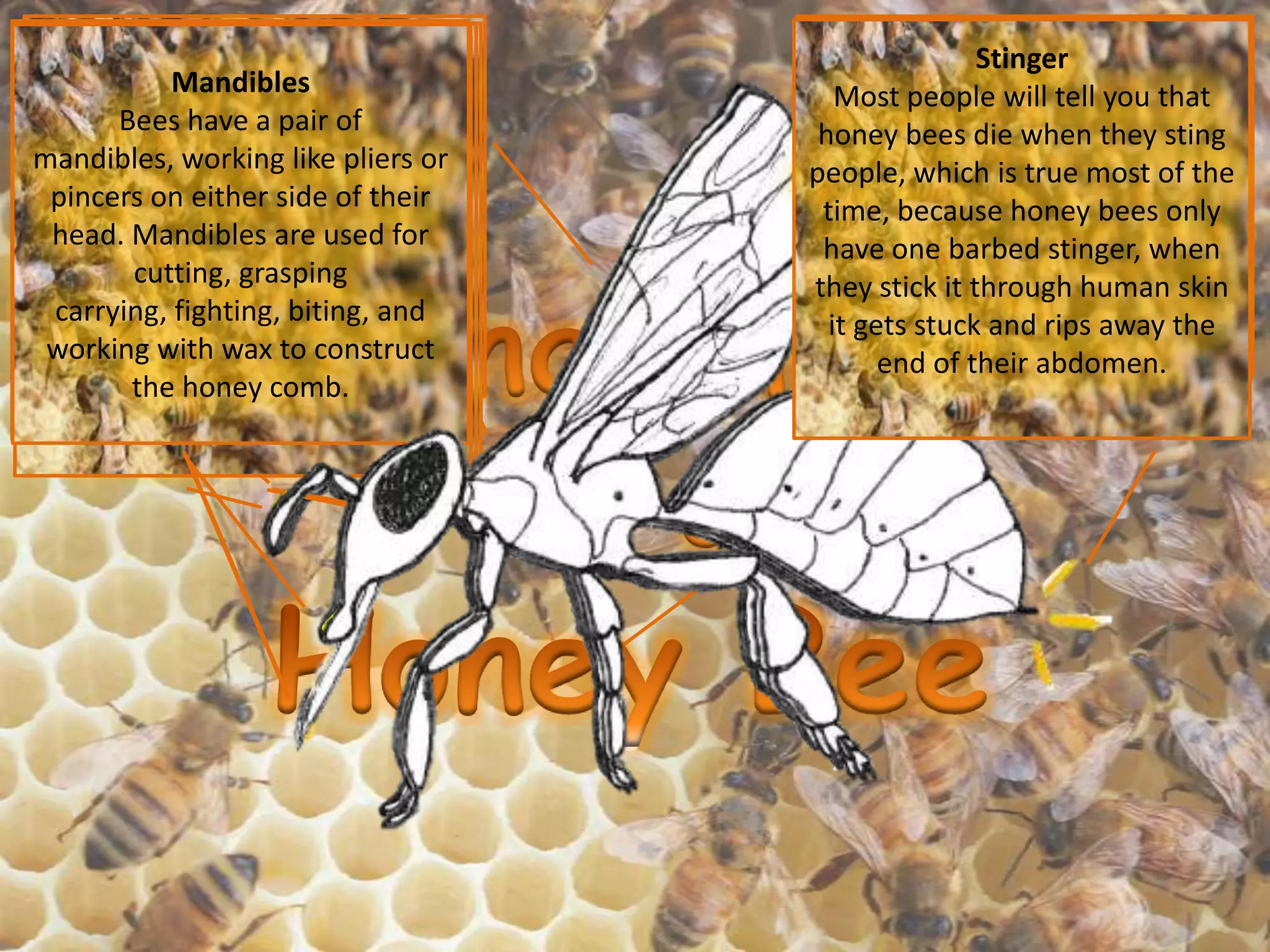 Bee anatomy slideshow PPT
