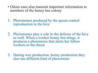 • Odour cues also transmit important information to
members of the honey bee colony
1. Pheromones produced by the queen control
reproduction in the hive
2. Pheromones play a role in the defense of the hive
as well. When a worker honey bee stings, it
produces a pheromone that alerts her fellow
workers to the threat
3. During wax production, honey production they
also use different kind of pheromone
 
