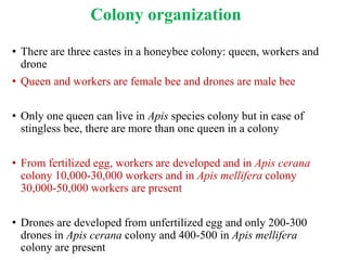 Colony organization
• There are three castes in a honeybee colony: queen, workers and
drone
• Queen and workers are female bee and drones are male bee
• Only one queen can live in Apis species colony but in case of
stingless bee, there are more than one queen in a colony
• From fertilized egg, workers are developed and in Apis cerana
colony 10,000-30,000 workers and in Apis mellifera colony
30,000-50,000 workers are present
• Drones are developed from unfertilized egg and only 200-300
drones in Apis cerana colony and 400-500 in Apis mellifera
colony are present
 