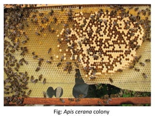 Fig: Apis cerana colony
 