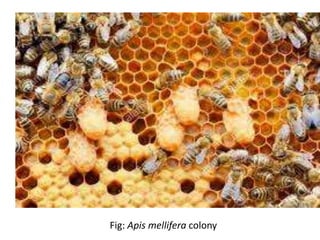Fig: Apis mellifera colony
 