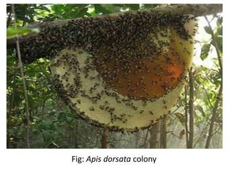Fig: Apis dorsata colony
 