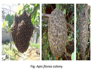 Fig: Apis florea colony
 